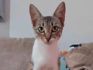 Gato raça Siamês idade 1 ano nome Jéssica 