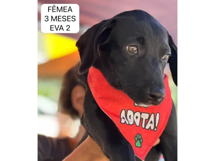 Cachorro ra a SRD-ViraLata idade 2 a 6 meses nome Filhotes