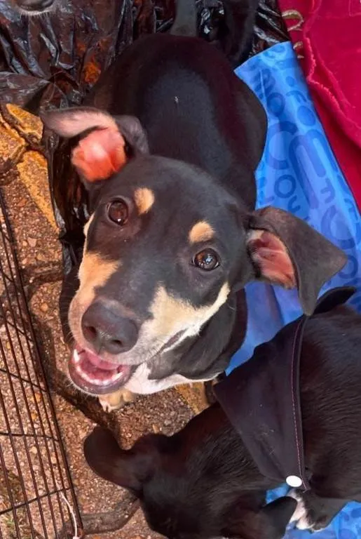 Cachorro ra a SRD-ViraLata idade 2 a 6 meses nome Huguinho