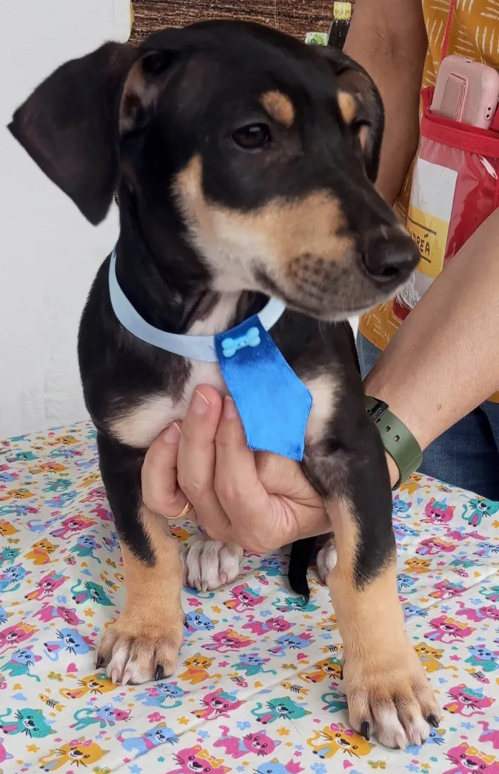 Cachorro ra a SRD-ViraLata idade 2 a 6 meses nome Huguinho