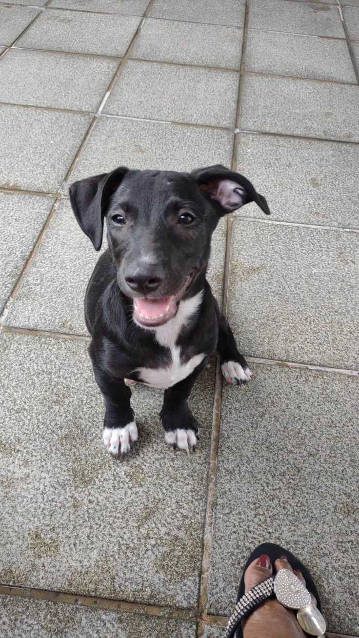 Cachorro ra a SRD-ViraLata idade 2 a 6 meses nome Zezinho