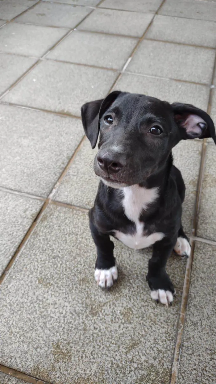 Cachorro ra a SRD-ViraLata idade 2 a 6 meses nome Zezinho