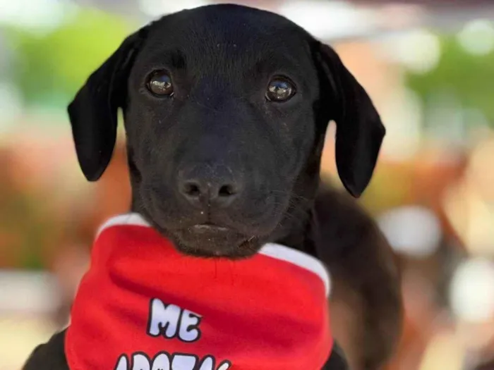 Cachorro ra a SRD-ViraLata idade 2 a 6 meses nome Filhotes