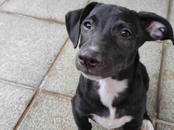 Cachorro ra a SRD-ViraLata idade 2 a 6 meses nome Zezinho