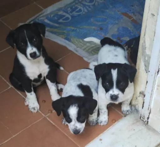 Cachorro ra a SRD-ViraLata idade Abaixo de 2 meses nome Filhotes 40 dias 