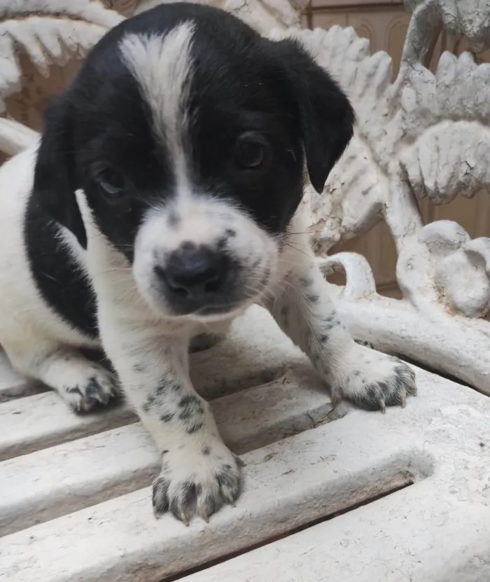 Cachorro ra a SRD-ViraLata idade Abaixo de 2 meses nome Filhotes 40 dias 