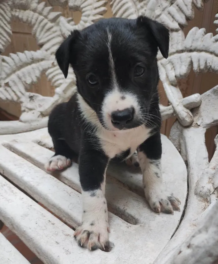 Cachorro ra a SRD-ViraLata idade Abaixo de 2 meses nome Filhotes 40 dias 