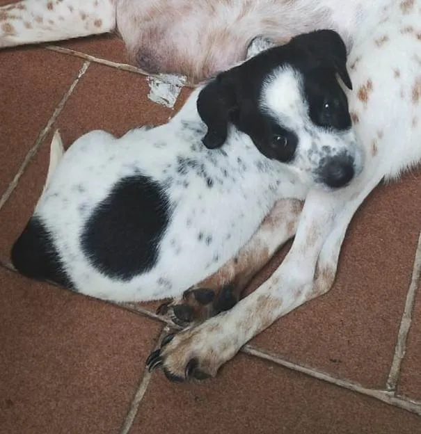 Cachorro ra a SRD-ViraLata idade Abaixo de 2 meses nome Filhotes 40 dias 