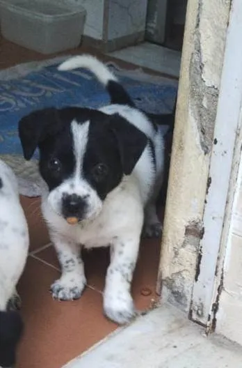 Cachorro ra a SRD-ViraLata idade Abaixo de 2 meses nome Filhotes 40 dias 