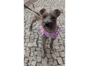 Cachorro raça SRD-ViraLata idade 2 a 6 meses nome Polly