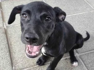 Cachorro raça SRD-ViraLata idade 2 a 6 meses nome Luizinho