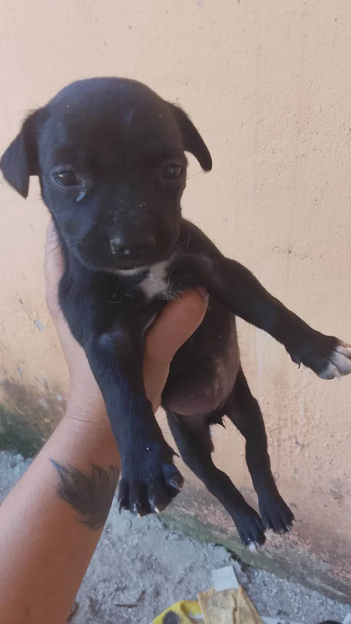 Cachorro ra a SRD-ViraLata idade Abaixo de 2 meses nome Sem nome 