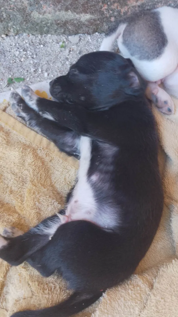 Cachorro ra a SRD-ViraLata idade Abaixo de 2 meses nome Sem nome 