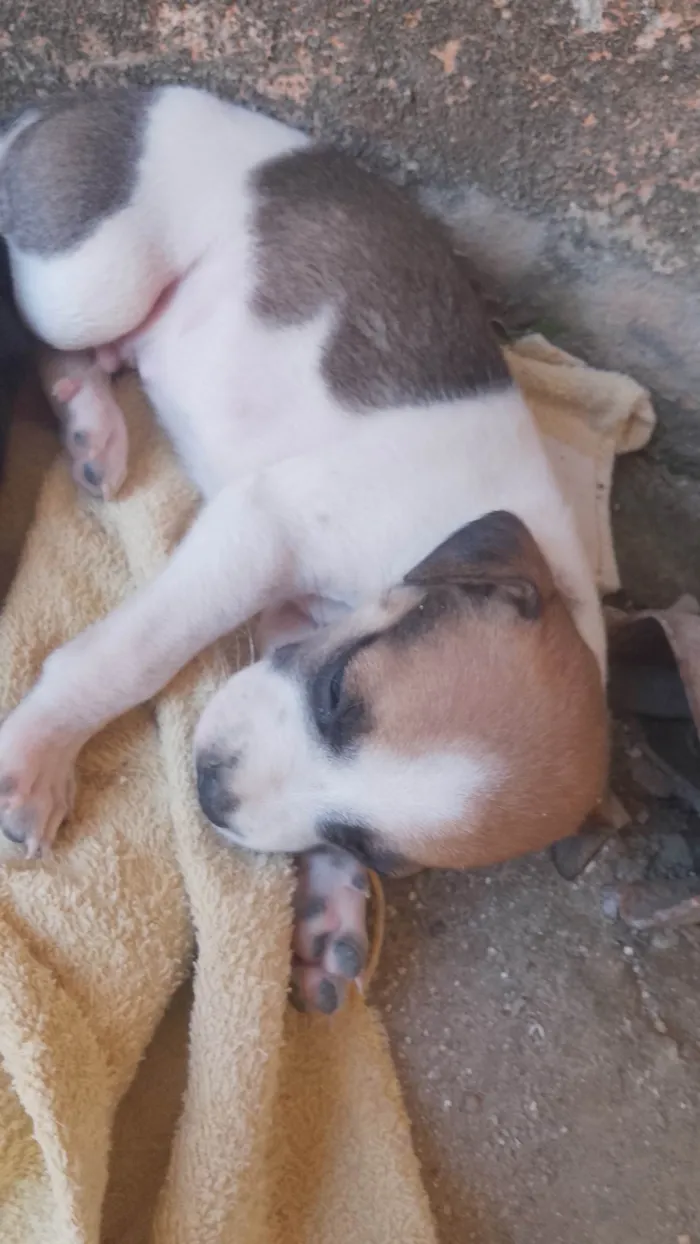 Cachorro ra a SRD-ViraLata idade Abaixo de 2 meses nome Sem nome 