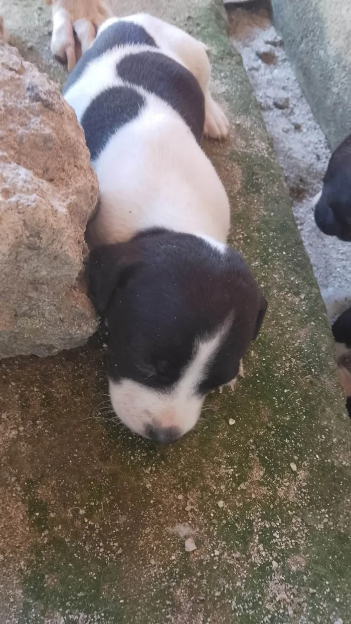 Cachorro ra a SRD-ViraLata idade Abaixo de 2 meses nome Sem nome 