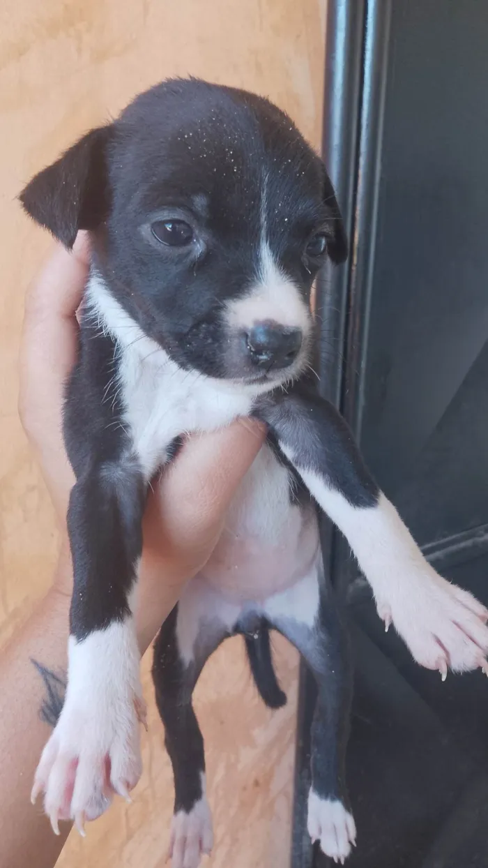 Cachorro ra a SRD-ViraLata idade Abaixo de 2 meses nome Sem nome 