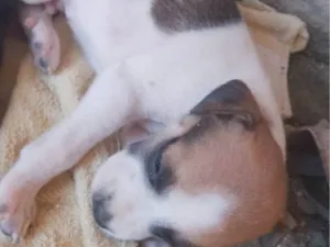 Cachorro raça SRD-ViraLata idade Abaixo de 2 meses nome Sem nome 