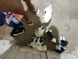 Cachorro raça SRD-ViraLata idade Abaixo de 2 meses nome Eles ainda não tem nome