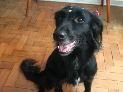 Cachorro raça SRD-ViraLata idade 3 anos nome Pretinha