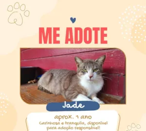 Gato raça SRD-ViraLata idade 1 ano nome Jade