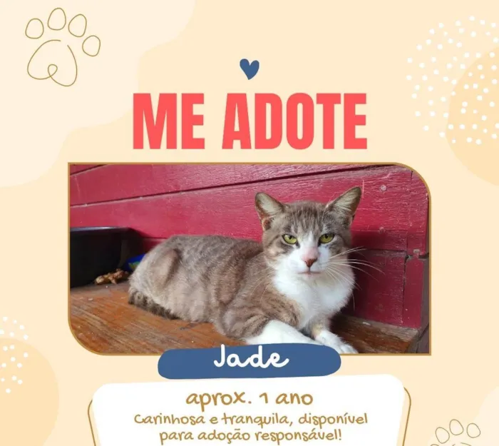 Gato ra a SRD-ViraLata idade 1 ano nome Jade