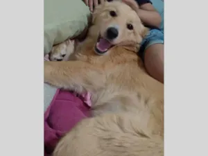 Cachorro raça SRD-ViraLata idade 7 a 11 meses nome Ayla 