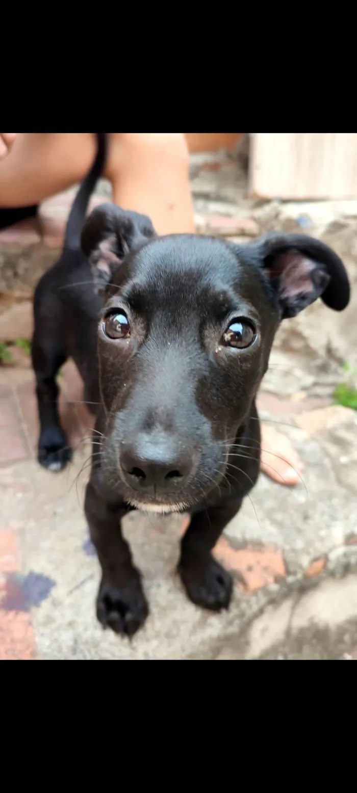 Cachorro ra a SRD-ViraLata idade 2 a 6 meses nome Jubileu