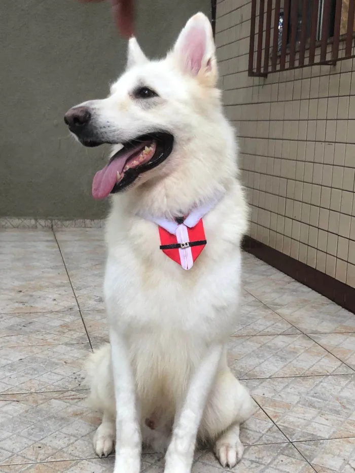 Cachorro ra a Pastor Alemão idade 4 anos nome DARIO