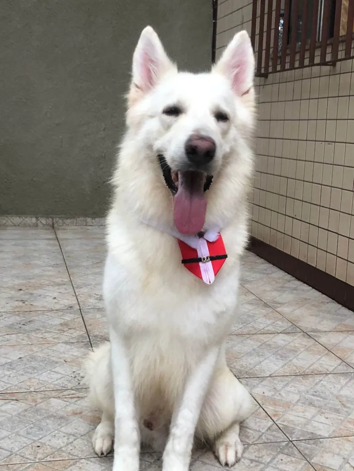 Cachorro ra a Pastor Alemão idade 4 anos nome DARIO