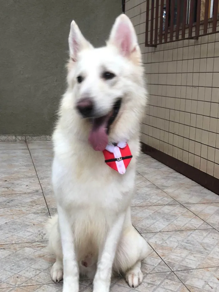 Cachorro ra a Pastor Alemão idade 4 anos nome DARIO