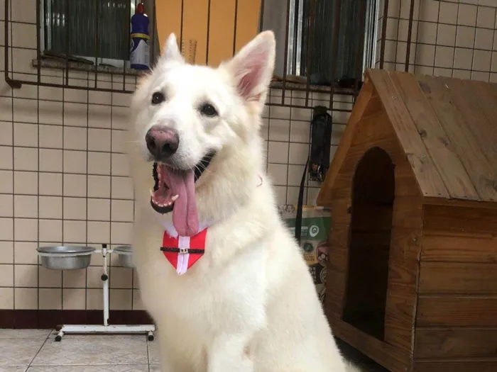 Cachorro ra a Pastor Alemão idade 4 anos nome DARIO