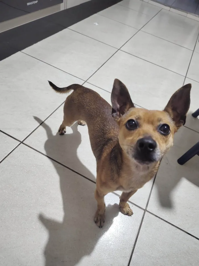 Cachorro ra a Pinscher idade 2 anos nome Faísca 