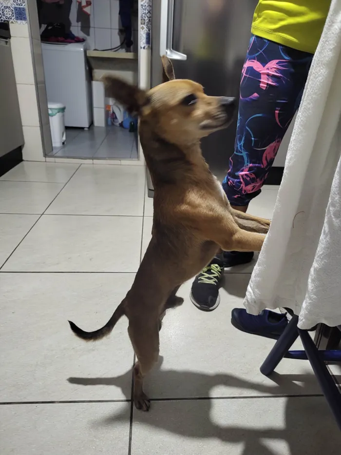 Cachorro ra a Pinscher idade 2 anos nome Faísca 