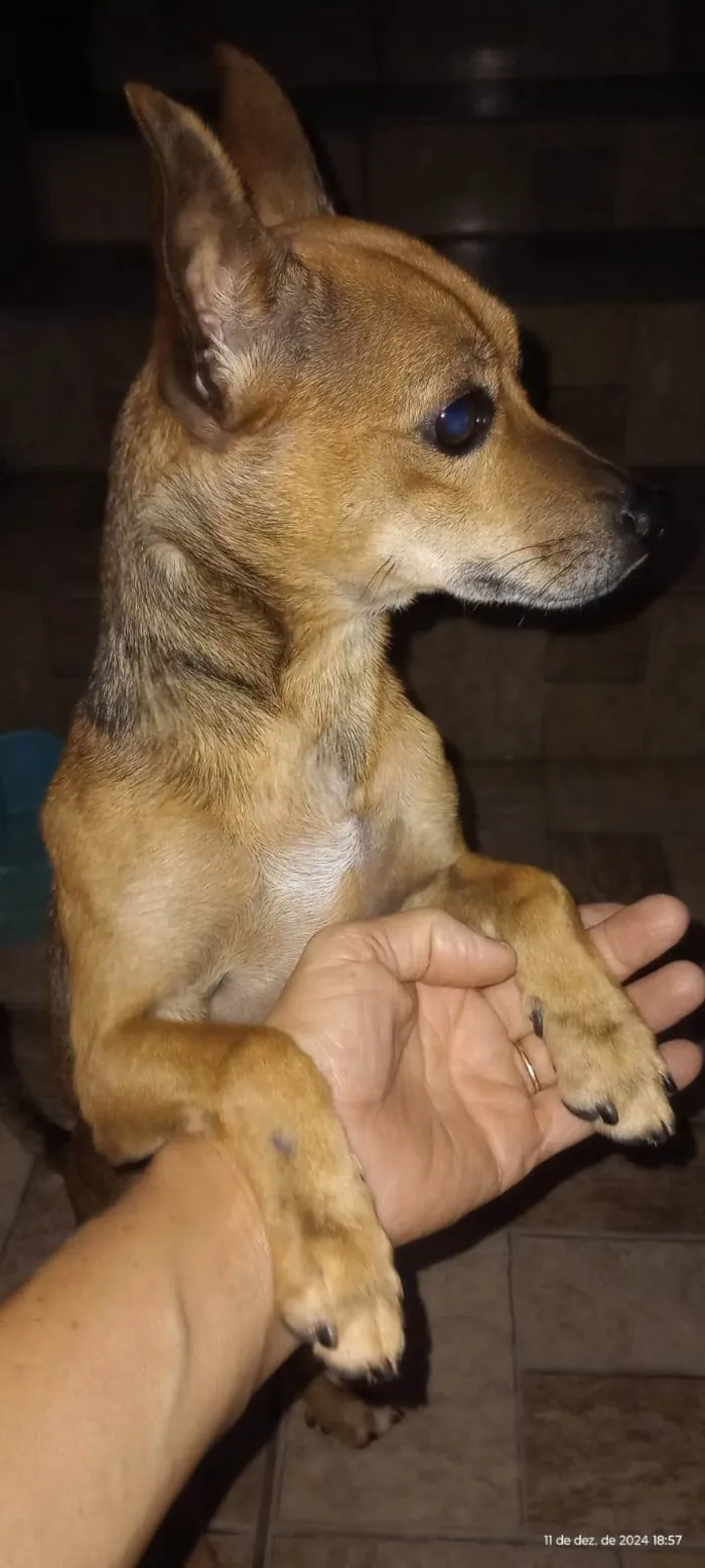 Cachorro ra a Pinscher idade 2 anos nome Faísca 