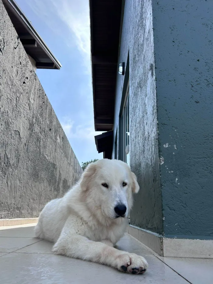 Cachorro ra a Pastor Alemão idade 2 anos nome Snow