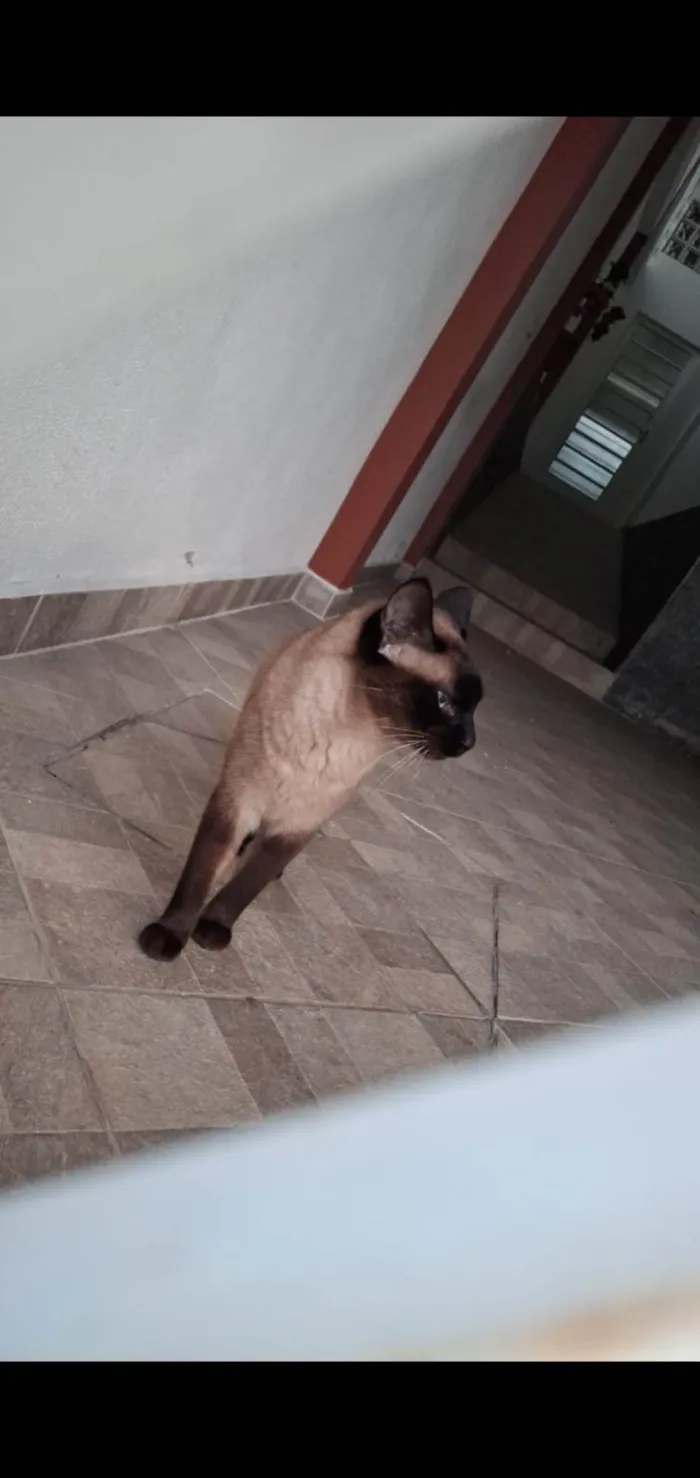 Gato ra a Siamês idade 3 anos nome Torá