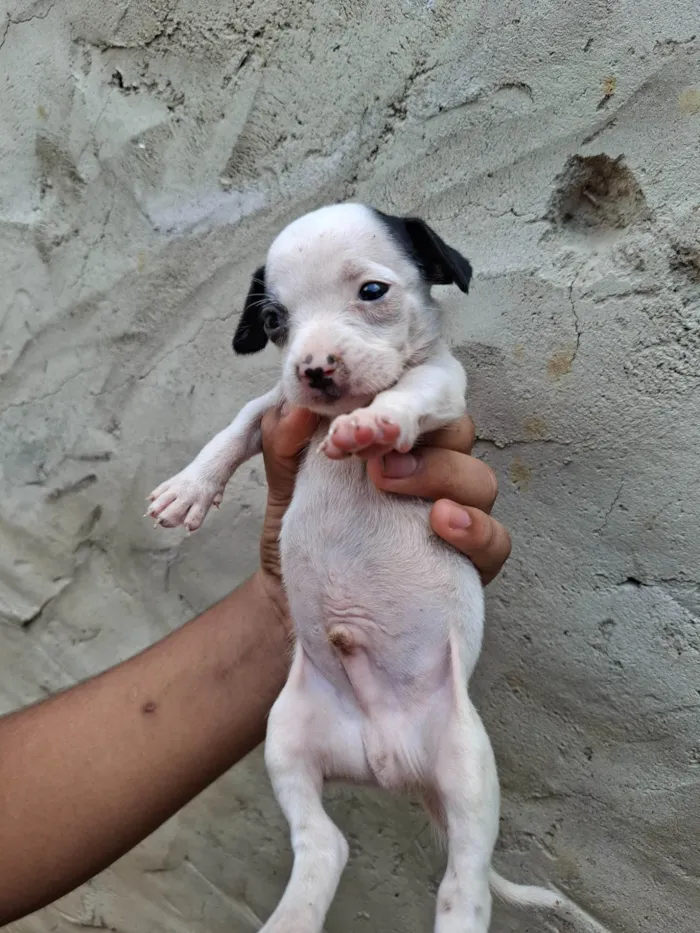 Cachorro ra a SRD-ViraLata idade Abaixo de 2 meses nome Macho 