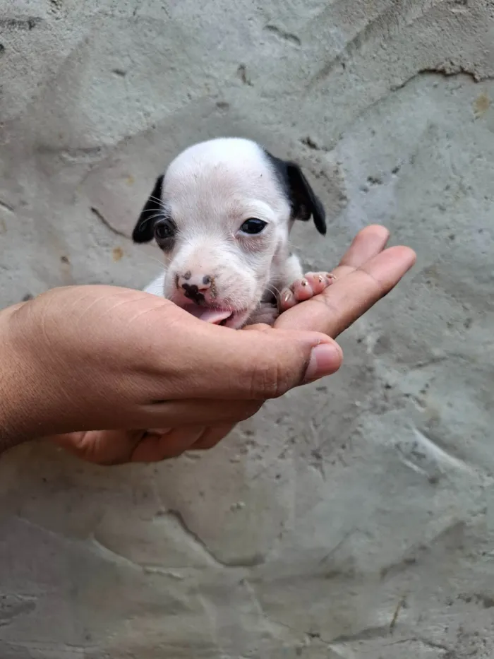 Cachorro ra a SRD-ViraLata idade Abaixo de 2 meses nome Macho 