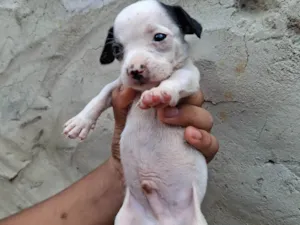 Cachorro raça SRD-ViraLata idade Abaixo de 2 meses nome Macho 