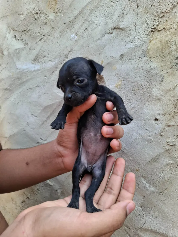 Cachorro ra a SRD-ViraLata idade Abaixo de 2 meses nome Femia