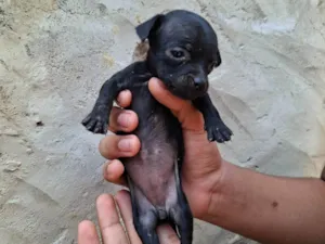 Cachorro raça SRD-ViraLata idade Abaixo de 2 meses nome Femia