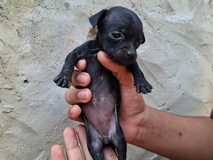 Cachorro ra a SRD-ViraLata idade Abaixo de 2 meses nome Femia