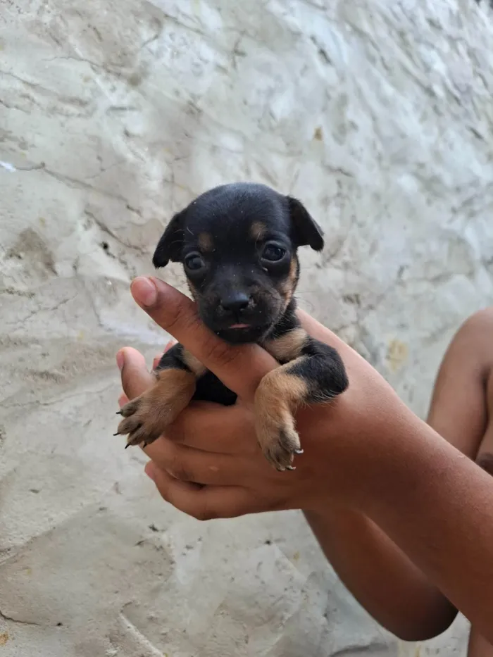 Cachorro ra a SRD-ViraLata idade Abaixo de 2 meses nome Femia