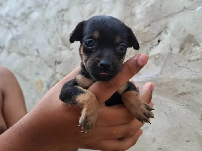 Cachorro ra a SRD-ViraLata idade Abaixo de 2 meses nome Femia