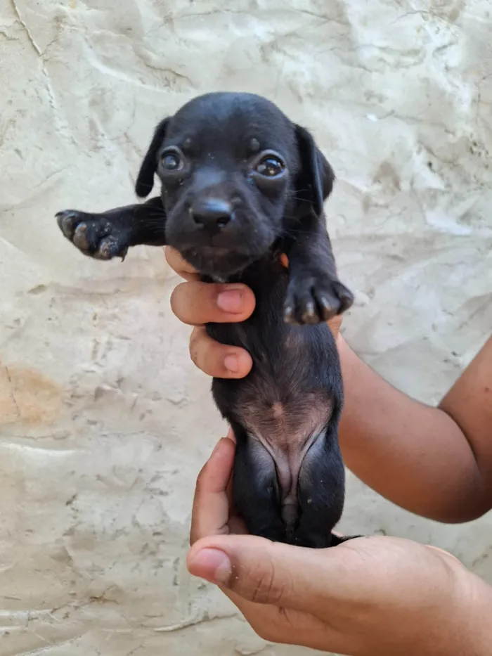 Cachorro ra a SRD-ViraLata idade Abaixo de 2 meses nome Femia