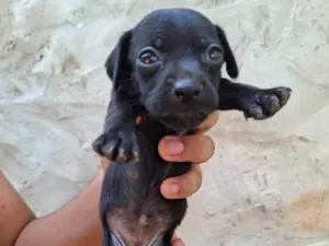 Cachorro raça SRD-ViraLata idade Abaixo de 2 meses nome Femia