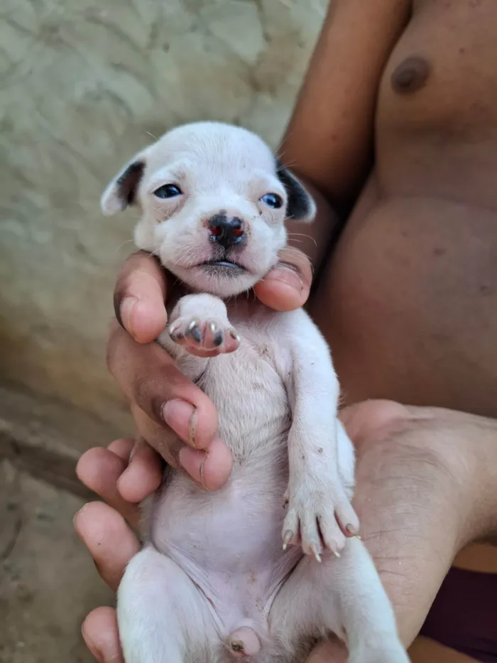 Cachorro ra a SRD-ViraLata idade Abaixo de 2 meses nome Femia