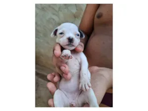 Cachorro raça SRD-ViraLata idade Abaixo de 2 meses nome Femia