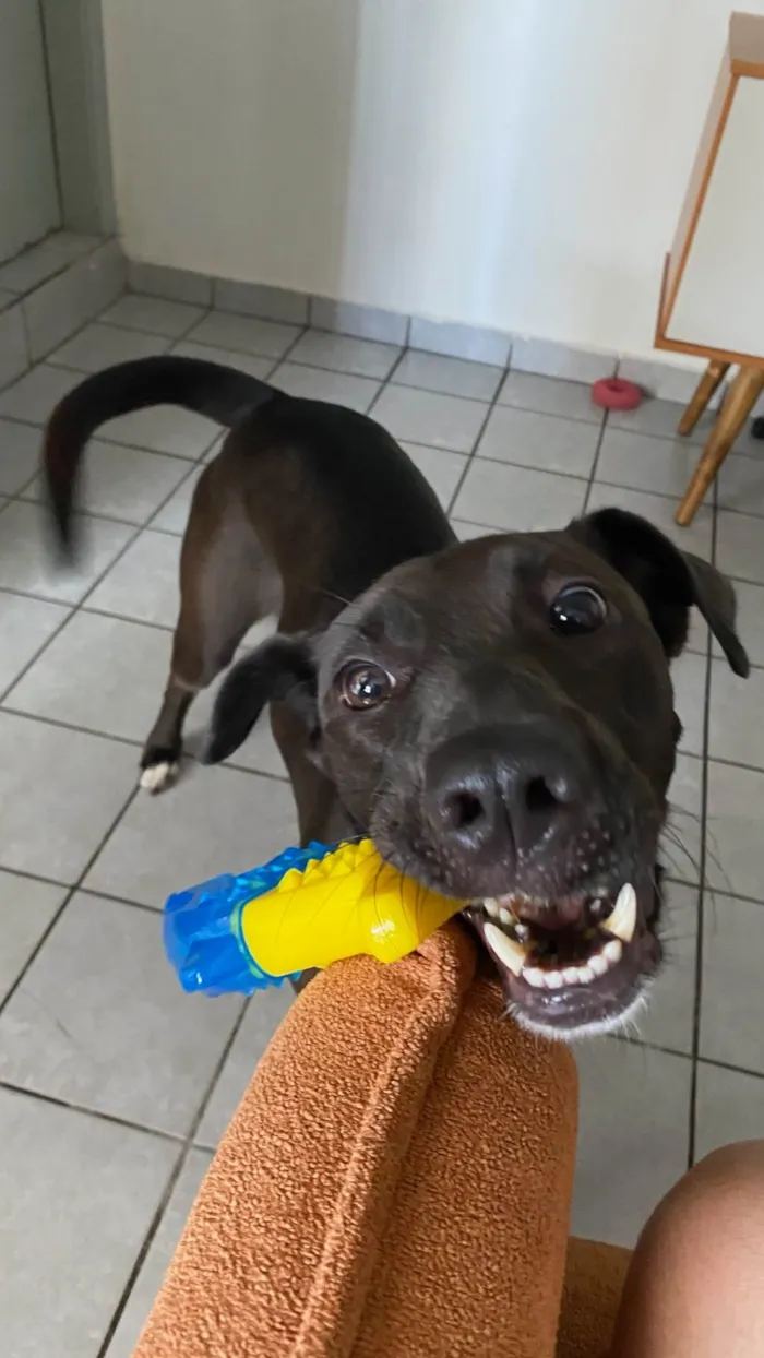 Cachorro ra a SRD-ViraLata idade 4 anos nome Lua