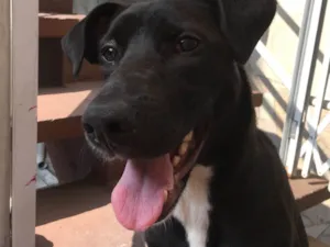 Cachorro raça SRD-ViraLata idade 4 anos nome Lua